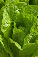 Cos Lettuce Bubbles Lactuca sativa summer leaf foliage vegetable container grown home organic edible kitchen garden plant July