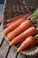 Carrot Nantes 2 Mars carota var sativus trug summer fresh freshly harvested pulled home grown organic variety orange basket