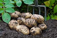 Potato 'Orla' freshly dug