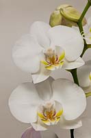 Moth Orchid Phalaenopsis hybrid summer flower epyphytic houseplant white June exotic garden plant pale background