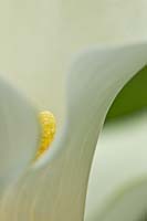 Calla Lily Zantedeschia aethiopica Elegant Swan