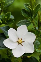 Gardenia jasminoides Kleim's Hardy cape jasmine summer flower evergreen shrub scented scent perfume June garden plant