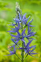 Cusick's camas Camassia cusickii Spring summer flower bulbous perennial pale blue violet May garden plant