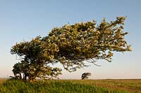 Crataegus monogyna oneseed hawthorn wind formed affected swept trees Warren Hill East Sussex Summer May flower landscape