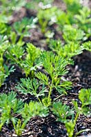 carrot seedlings spaced newly sprouted summer May green organic home grown practical soil compost kitchen garden plant