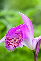 Pleione formosana Tongariro terrestrial orchid Spring flower May pink lilac white deciduous garden plant