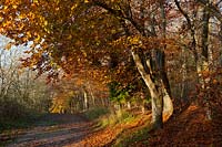 beech trees Fagus sylvatica fall autumn color colour leaf foliage forest woodland Cuckmere valley east sussex United Kingdom