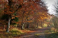 beech trees Fagus sylvatica fall autumn color colour leaf foliage forest woodland Cuckmere valley east sussex United Kingdom