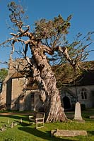 Eastern Red Cedar Juniperus virginiana Birdham churchyard Sussex ancient twisted distorted tall tree church autumn fall sun sun