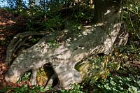 Beech Fagus sylvatica East Sussex sandstone outcrop clinging growing edge erosion exposed roots morning sun sunshine light natue