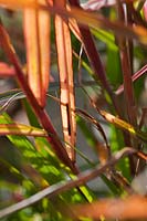 Miscanthus sinensis Ferner Osten Chinese silvergrass Ornamental grass autumn fall October green orange garden plant