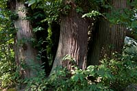 ancient coppice Castanea sativa sweet chestnut tree seven sisters Penshurst Kent England biggest deciduous country summer