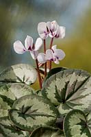 Cyclamen coum selected leaf form Persian violet early Spring flower perennial white marbles leaf foliage February corm garden