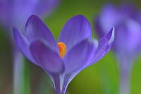 Crocus tomasinianus Ruby Giant spring flower bulb violet purple color colour green March garden plant close up close-up