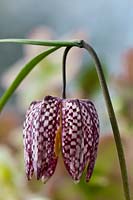 chequered lily Fritillaria meleagris snakes head Fritillary snake's spring summer flower perennial wild native meadow purple