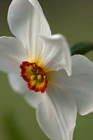poet's Narcissus Actaea poeticus daffodil bulb spring flower white yellow orange April garden plant