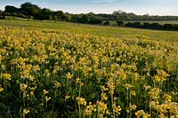 cowslip primrose Primula veris Meadowdown East Sussex meadow chalk downland south downs spring flower wild native yellow sun