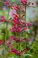 Agastache neomexicana Raspberry Summer Bill Williams Mountain giant hyssop summer flower perennial red gardenplant