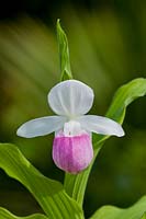 Showy Lady's slipper Orchid Cypripedium reginae Pink and white Queen's flower perennial summer June garden plant