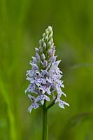 common spotted orchid Dactylorhiza fuchsii summer flower perennial wild native June purple white Denge Wood Kent England meadow