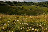 Malling Down Nature Reserve East Sussex England view landscape South Downs dropwort birdsfoot trefoil buttercup vipers bugloss