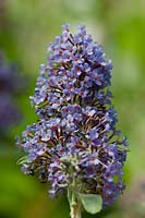 Buddleja x davidii Lochinch butterfly bush summer flower deciduous shrub July flowers soft blue violet garden plant buddlia