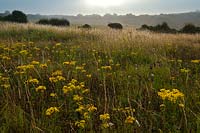 Ragwort Senecio jacobaea cankerweed staggerwort flower flowers grasses Meadowdown East Sussex summer yellow native wild meadow