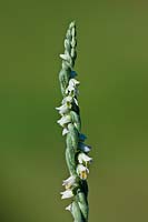 autumn ladies tresses Spiranthes spiralis spiraled rhizomatous herb lady's orchid wild native late summer fall flower flowers