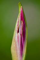 Guernsey Lily Nerine undulata bud