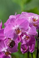 Moth Orchid Phalaenopsis hybrid summer flower epiphytic houseplant purple violet lilac flowers exotic garden plant