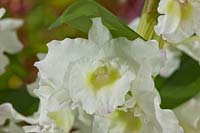 Dendrobium nobile 'Spring Dream' 