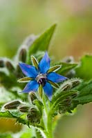 borago officinalis borage star flower summer herb wild native June blue sun sunny blue June kitchen garden plant