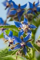 borago officinalis borage star flower summer herb wild native June blue sun sunny blue June kitchen garden plant flowers