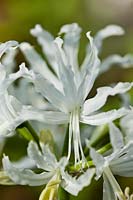 Guernsey Lily Jersey Nerine flexuosa 'Alba'