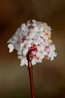 arrowwood Viburnum x bodnantense winter flower deciduous shrub scent scented perfume December close-up garden plant blooms