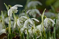 common double snowdrop Galanthus nivalis Flore Pleno late winter early Spring flower bulb February white garden plant blooms