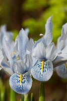 Iris histrioides Sheila Ann Germaney early flower Spring bulbs February pale blue flowers blooms blossoms garden plant close-up
