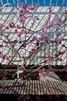 Nectarine 'Pineapple' blossom Prunus persica var. nucipersica blooms flowers grown indoors protection glasshouse West Dean
