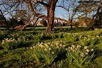 Daffodils Narcissus lawns grass naturalized spring flower March garden plant sun sunny blue sky view West Dean Collage Sussex