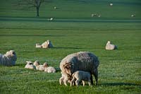 sheep lambs West Dean college Sussex rural countryside April pasture grazing
