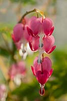bleeding heart Dicentra spectabilis Spring flower deciduous perennial red pink white cream March garden plant blooms blossoms