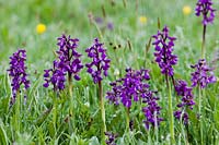 Green-winged or Green-veined Orchid Orchis morio Marden Meadow East Kent spring flower native wild perennial April purple blooms