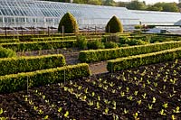 walled kitchen garden cut flowers borders early summer flowers May West Dean boxwood hedges greenhouses glasshouses view paths