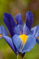 Dutch Iris hollandica Sapphire Beauty summer flower bulb blue yellow May garden plant bloom blossom close-up closeup