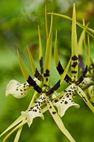 Brassia brachiata Eternal Wind flowers summer epiphytic orchid June brown cream yellow conservatory greenhouse garden plant