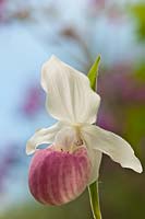 Showy Lady's slipper Orchid Cypripedium reginae Pink and white Queen's flower perennial summer June garden plant bloom blossom