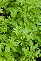 Salad Mustard Greens 'Golden Frill' Brassica juncea summer leaf foliage vegetable May kitchen garden plant close-up closeup