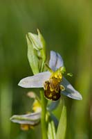 Wasp Orchid Ophrys apifera var. trollii pale variety summer flower wild native meadow field perennial June blooms blossoms