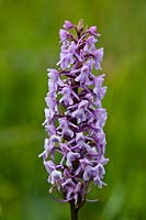 Fragrant orchid Gymnadenia conopsia summer flower perennial wild native June purple pale pink meadow field garden plant