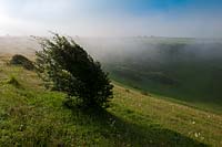 Beeding Hill Soreham-by-sea West Sussex south downs way windswept hawthorn trees Anchor Bottom valley sun sunny blue sky mist